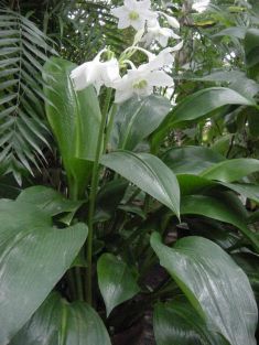 eucharis grandiflora