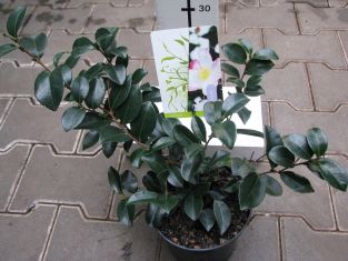 camellia sasanqua "rainbow"