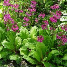 primula japonica "miller´s crimson"