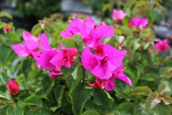 Bougainvillea "helen johnson"