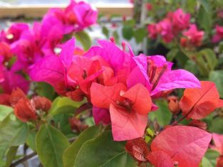 Bougainvillea "helen johnson"