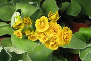 Primula auricula ocher