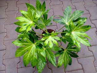 fatsia japonica variegata