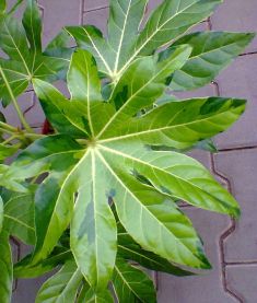 fatsia japonica variegata