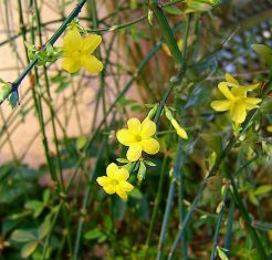 jasminum nudiflorum