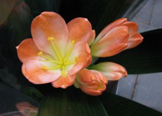 clivia miniata "white lips" oranžová