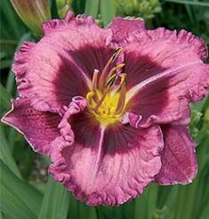 hemerocallis "mackbeth" - daylily