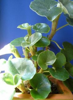 begonia venosa - botanická begonie