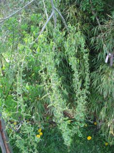 salix babylonica crispa