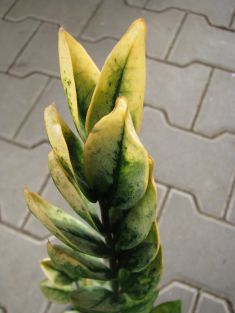 zamioculcas "lucky white "