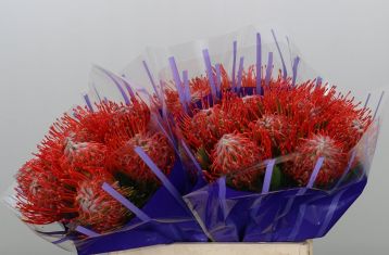 leucospermum " tango"