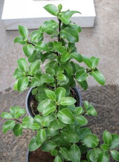 pittosporum tenuifolium