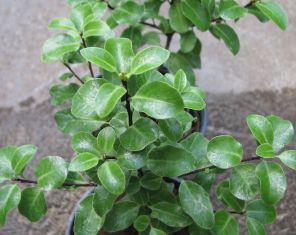 pittosporum tenuifolium