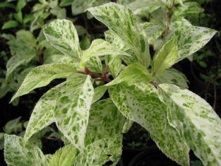 hydrangea paniculata " summer snow"