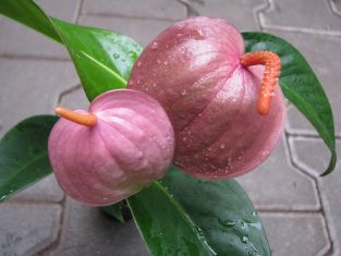 anthurium scherzerianum - starorůžová