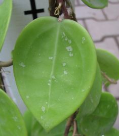 hoya parasitica lao splash