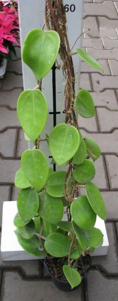 hoya parasitica lao splash