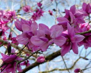 magnolia "caerhays new purple"