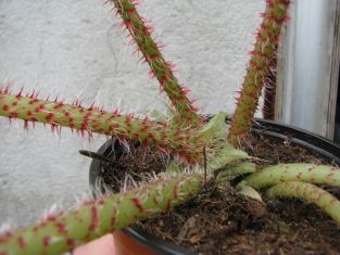 begonia immense