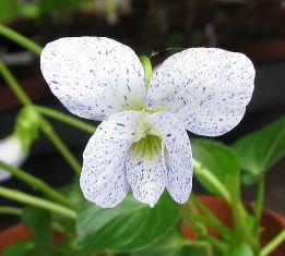 viola sororia "freckles" - violka