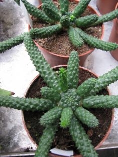 euphorbia flanaganii