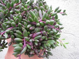 senecio herreianus "purple vein"