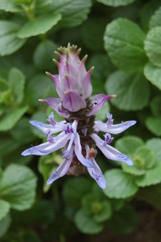 plectranthus caninus