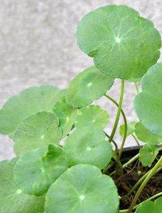 hydrocotyle verticillata