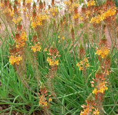 bulbine frutescens "medicus"