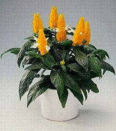 pachystachys lutea