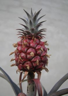 ananas comosus "pacifico"