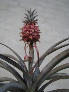 ananas comosus "pacifico"