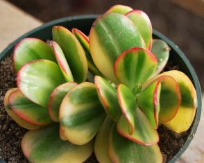 crassula ovata "sunset"