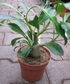 myrmephytum selebicum