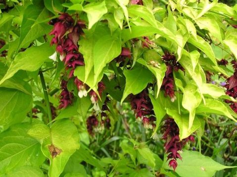 Leycesteria "golden lanterns" - leycestérie krásná