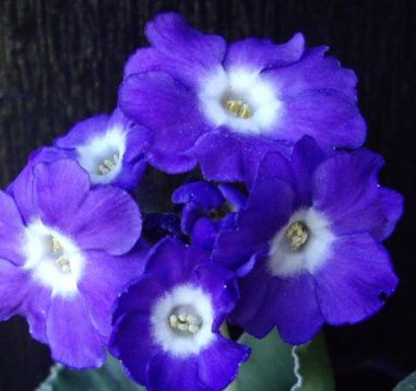 Primula pubescens "kusum krishna"