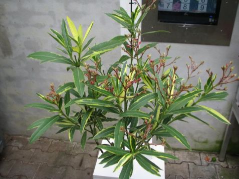 Oleandr - nerium variegatum rosea