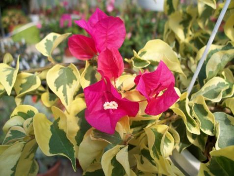 Bougainvillea glabra "raspberry ice"