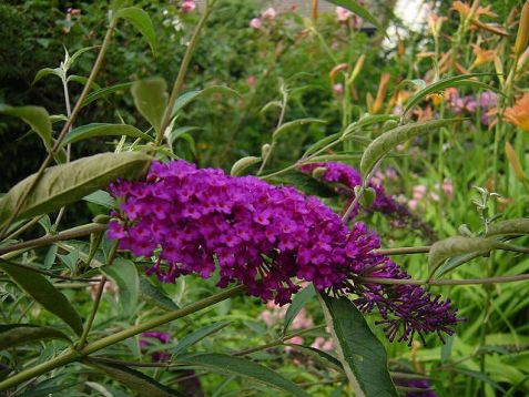Buddleja davidii "nanhe purple"