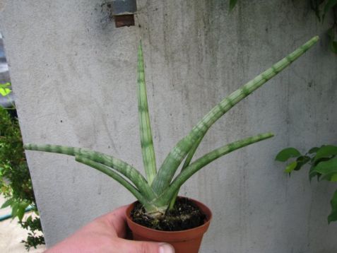 Sansevieria cylindrica "skyline" - tchýnin jazyk, tenura