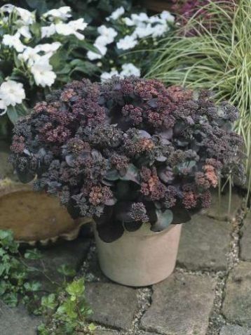 Sedum "xenox"