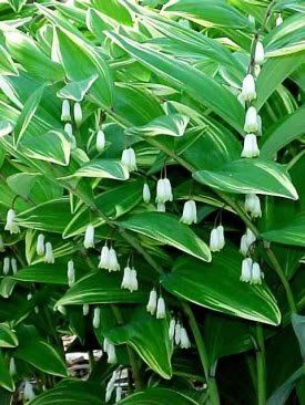 Polygonatum multiflorum "variegatum" - kokořík