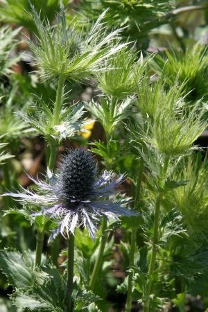 Eryngium alpinum "blue star" - máčka