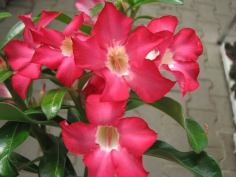 Adenium obesum "scarlet pink" - pouštní růže