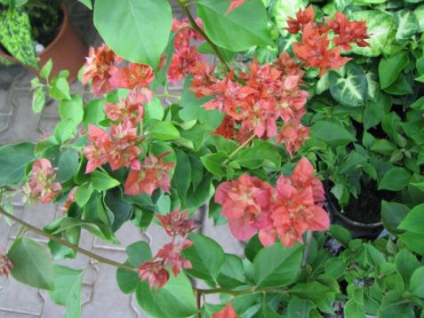 Bougainvillea plnokvětá červená