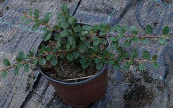 Cotoneaster dammeri "streib´s major" - skalník