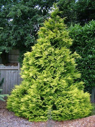 Chamaecyparis lawsoniana "golden wonder"