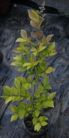 Ligustrum ovalifolium aureum vicaryi