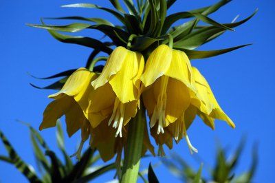 Fritillaria imperialis "lutea" - řebčík královský žlutý - 1 kus