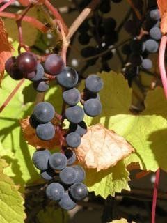 Vitis amurensis